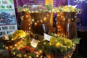 بوی انگور و طعم شادی در دهکده چی‌چست