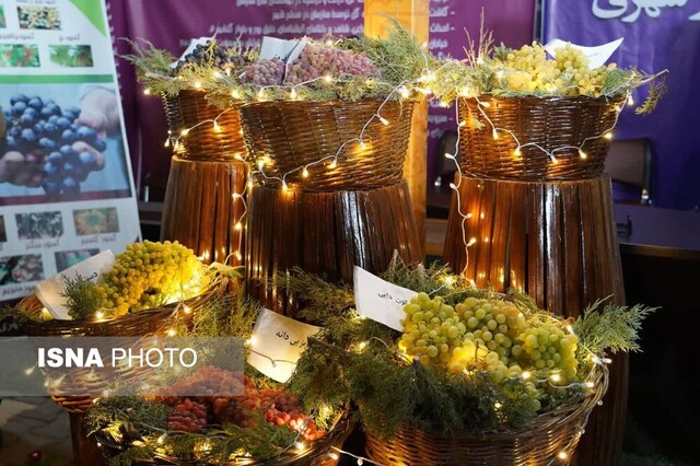 بوی انگور و طعم شادی در دهکده چیچست بوی انگور و طعم شادی در دهکده چیچست