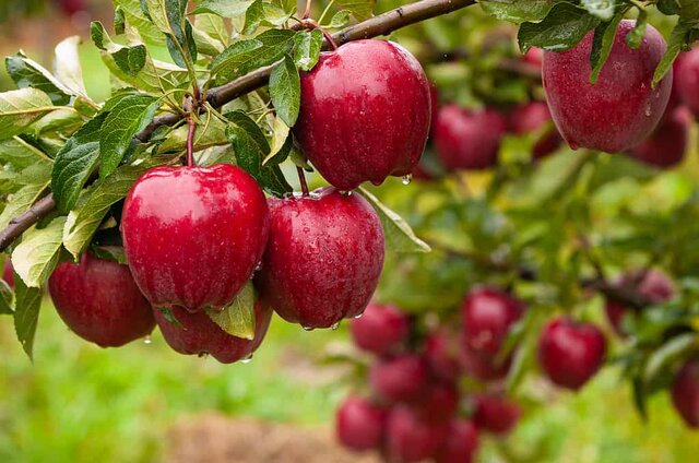 تولید سالانه یک میلیون تن سیب در آذربایجان غربی