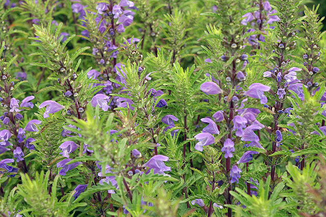بادرنجبویه همان بادرشبو نیست