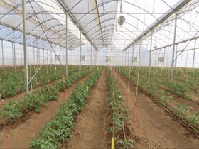 نهضت گلخانه‌ای در آذربایجان‌غربی؛ راهکاری عملی برای مدیریت کم‌آبی و تولید پایدار