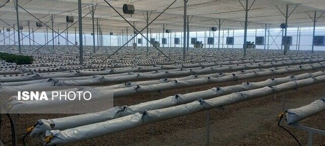 نهضت گلخانه‌ای در آذربایجان‌غربی؛ راهکاری عملی برای مدیریت کم‌آبی و تولید پایدار