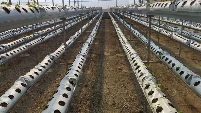 نهضت گلخانه‌ای در آذربایجان‌غربی؛ راهکاری عملی برای مدیریت کم‌آبی و تولید پایدار