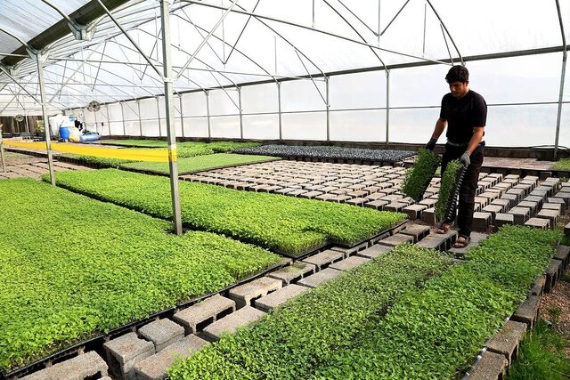 نهضت گلخانهای در آذربایجانغربی؛ راهکاری عملی برای مدیریت کمآبی و تولید پایدار