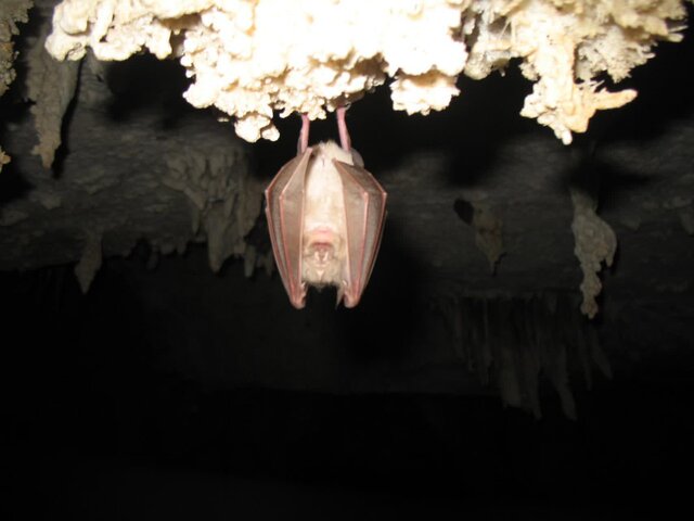 تعطیلی غارنوردی در آذربایجان‌غربی همزمان با آغاز خواب زمستانی خفاش‌ها