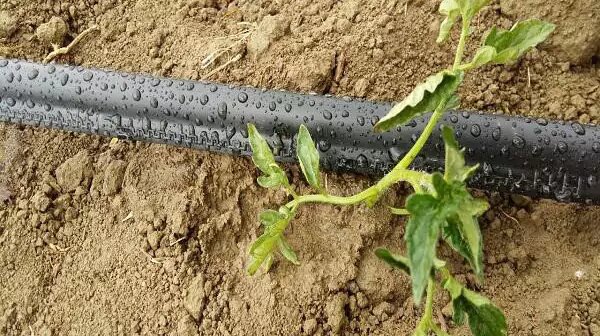 رئیس جهاد کشاورزی آذربایجان غربی: گسترش سامانه‌های آبیاری نواری در اولویت‌ چغندرکاران استان باشد