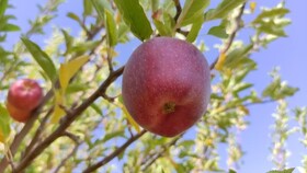 سرما و تگرگ تولید سیب در مهاباد را یک چهارم کاهش داد