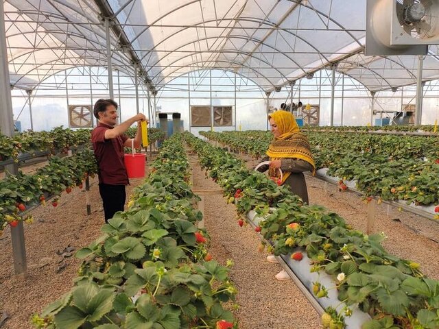 هشدار جدی به گلخانه‌داران آذربایجان‌غربی هم‌زمان با کاهش دما 