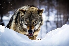 سرما حیات وحش را به شهرها نزدیک می‌کند / غذارسانی به حیوانات ممنوع!