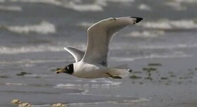 مشاهده نخستین کُلُنی «کاکایی سرسیاه» بزرگ در دریاچه سد مهاباد