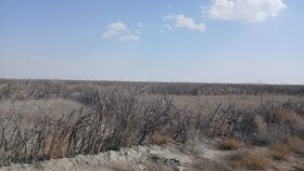 مدیرکل منابع طبیعی آذربایجان غربی: تاکنون ۴۹۰۷ بوته در سایت مرنگلو غرس شده است