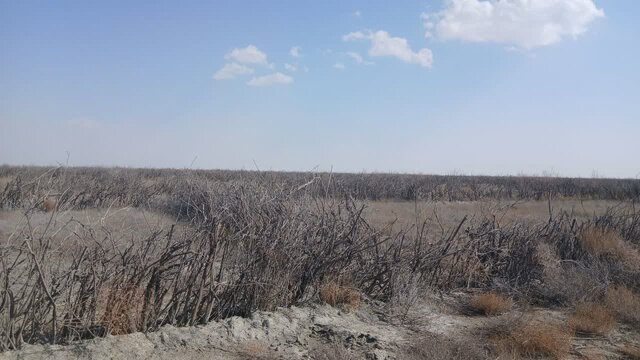 مدیرکل منابع طبیعی آذربایجان غربی: تاکنون ۴۹۰۷ بوته در سایت مرنگلو غرس شده است