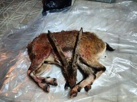 شکار غیرمجاز کَل وحشی در ارتفاعات سلماس/ ۳ متخلف در دام قانون