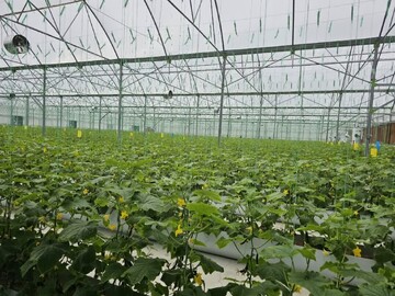 سطح زیرکشت سبزی و صیفی‌جات گلخانه‌ای در آذربایجان غربی به بیش از ۳۶ هکتار رسید