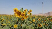کشت آفتابگردان در ۲۶۰ هکتار از اراضی کشاورزی پلدختر