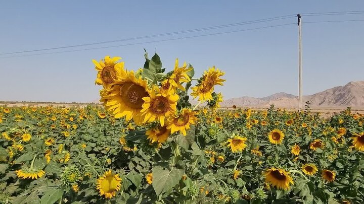 هشدار نسبت به استفاده از بذرهای غیرمجاز آفتابگردان+اعلام اسامی بذرهای غیرمجاز