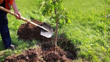 کاشت ۳۸٠ نهال در پارک ملی دریاچه ارومیه 