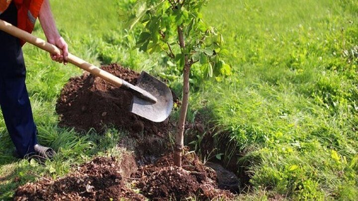 کاشت ۳۸٠ نهال در پارک ملی دریاچه ارومیه 