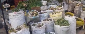 گنجینه‌های گیاهی بهاری آذربایجان غربی؛ از چاشنی سفره‌های مردم تا خطر برداشت بی‌رویه