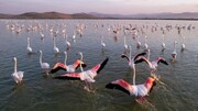 رئیس اداره حیات‌وحش آذربایجان غربی: استان سالانه میزبان بیش از ۲۰۰ گونه پرنده است
