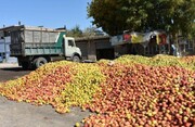مدیرتعاون روستایی آذربایجان غربی: تاکنون بیش از ۱۵ هزارتن سیب صنعت توافقی خریداری شد
