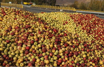 سیب صنعتی آذربایجان‌غربی و چالش‌های یک زنجیره اقتصادی