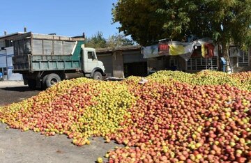 مدیرتعاون روستایی آذربایجان غربی: تاکنون بیش از ۱۵ هزارتن سیب صنعت توافقی خریداری شد