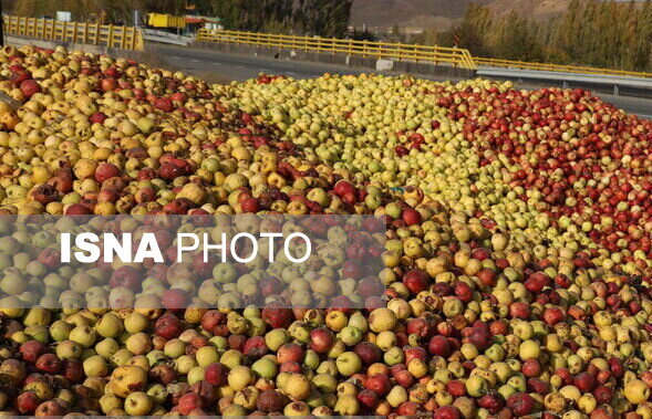 سیب صنعتی آذربایجان‌غربی و چالش‌های یک زنجیره اقتصادی
