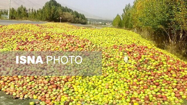 سیب صنعتی آذربایجان غربی و چالش‌های یک زنجیره اقتصادی