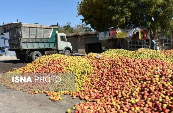 سیب صنعتی آذربایجان غربی و چالش‌های یک زنجیره اقتصادی