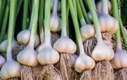 پیش بینی تولید ۲۵ هزار تن سیر در آذربایجان غربی