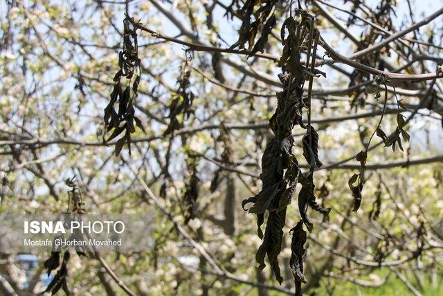باغداران برای کاهش خسارت یخبندان، توصیه‌ها را جدی بگیرند