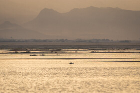 فلامینگوها، درنا، اردک سرسبز، هوبره، تیهو، حواصیل و حتی برخی پرندگان داخلی از کشور خودمان مانند عقاب، شاهین و بوتیمار در تالاب الله آباد در شهرستان آبیک، استان قزوین به مدت موقت به شکل آبزی و کنار آبزی،زیست میکنند.