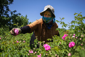 برداشت گل محمدی در قزوین.