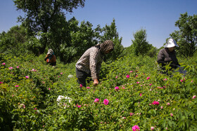 برداشت گل محمدی جهت تهیه گلاب در باغستان سنتی قزوین