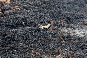 آتش‌سوزی در اراضی جنگلی بوئین‌زهرا استان قزوین