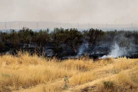 آتش‌سوزی در اراضی جنگلی بوئین‌زهرا استان قزوین