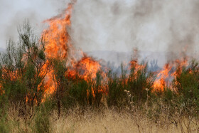 آتش‌سوزی در اراضی جنگلی بوئین‌زهرا استان قزوین