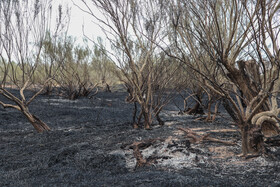 آتش‌سوزی در اراضی جنگلی بوئین‌زهرا استان قزوین