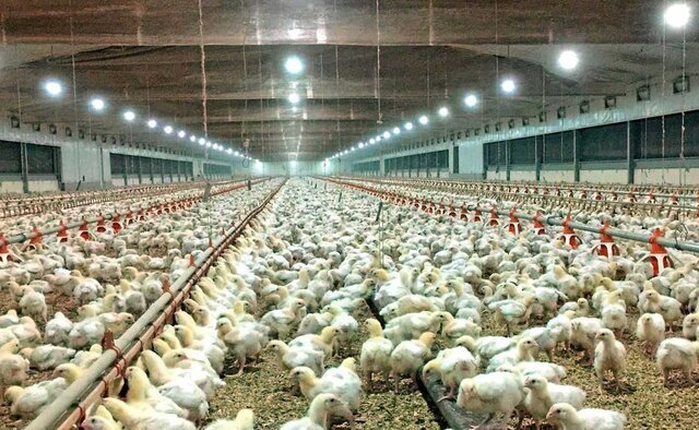 افزایش ۱۰ درصدی جوجه‌ریزی در واحدهای مرغ گوشتی قزوین