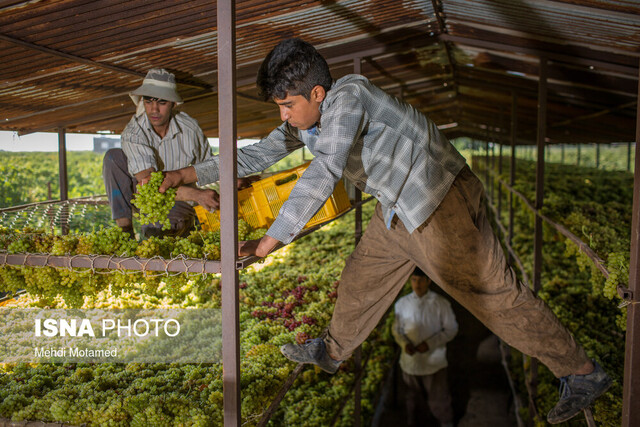 افزایش ۶ برابری صادرات محصولات کشاورزی قزوین