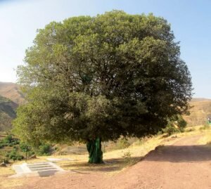 ابلاغ ثبت ملی ۸ میراث طبیعی به استاندار قزوین ابلاغ ثبت ملی ۸ میراث طبیعی به استاندار قزوین