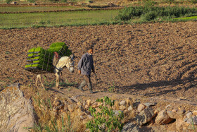 نشا برنج در در الموت غربی استان قزوین