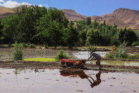 نشا برنج در در الموت غربی استان قزوین
