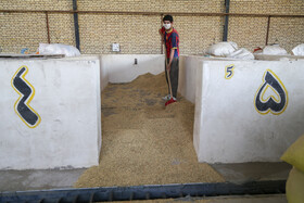 یک کارخانه برنج کوبی در منطقه الموت که فرآیند «کاشت»، «داشت» و «برداشت» برنج را با جداسازی پوست نهایی آن، تکمیل می‌کند.
