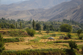 برداشت برنج از شالیزارهای منطقه الموت قزوین