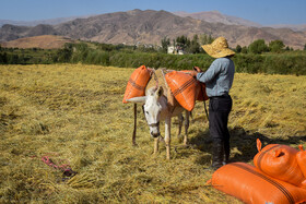 برداشت برنج از شالیزار‌های منطقه الموت قزوین