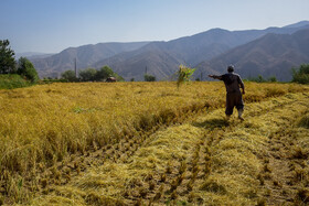برداشت برنج از شالیزار‌های منطقه الموت قزوین