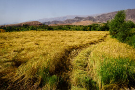 منطقه الموت غربی و شرقی در استان قزوین دارای ۳۷۵۰ هکتار شالیزار است. 