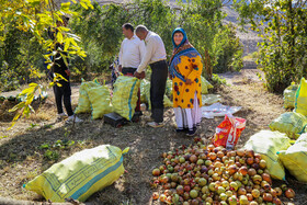 برداشت انار در روستای «لات» الموت - قزوین 14